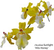 orchid 036.jpg